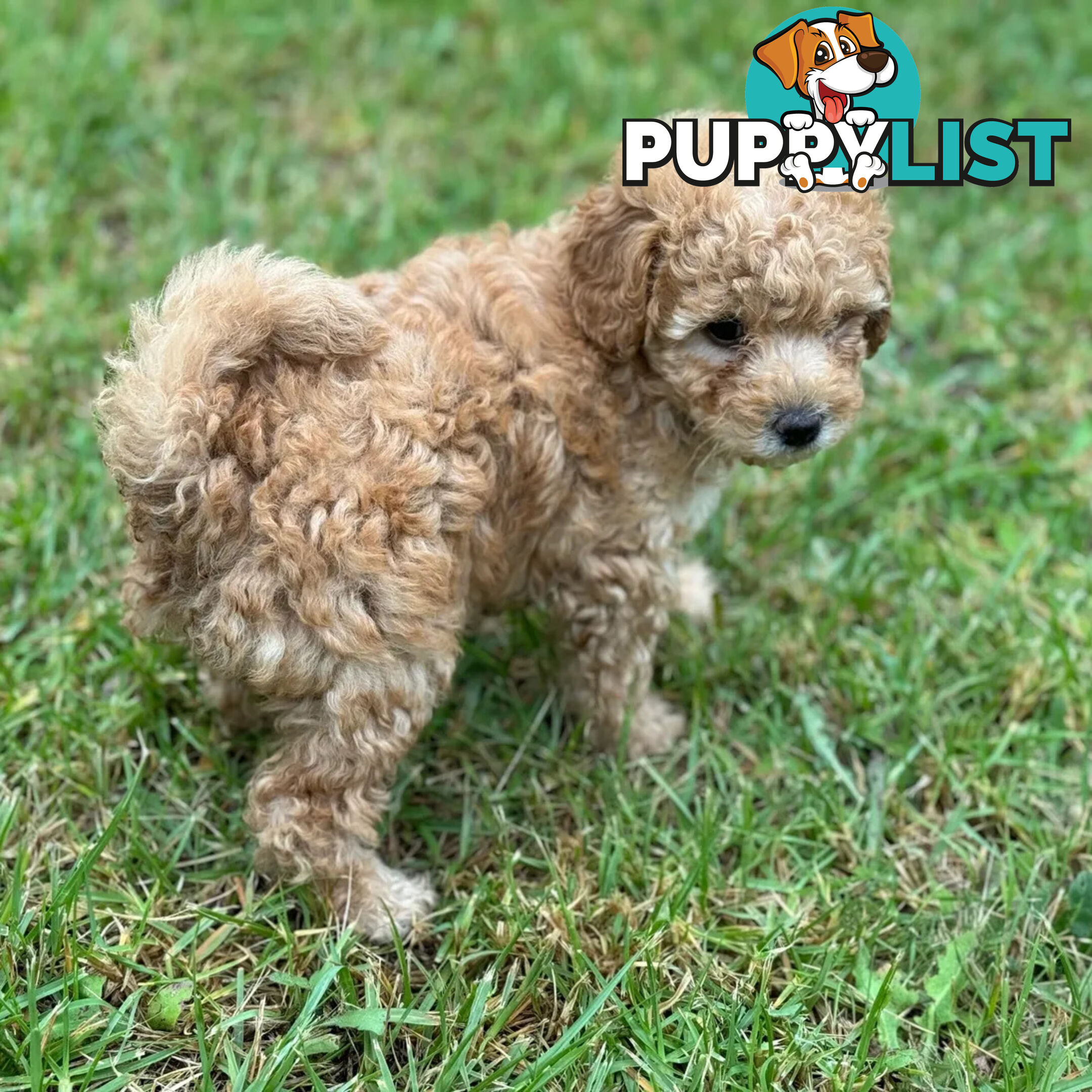Toy poodle Beautiful Puppies Male/Female