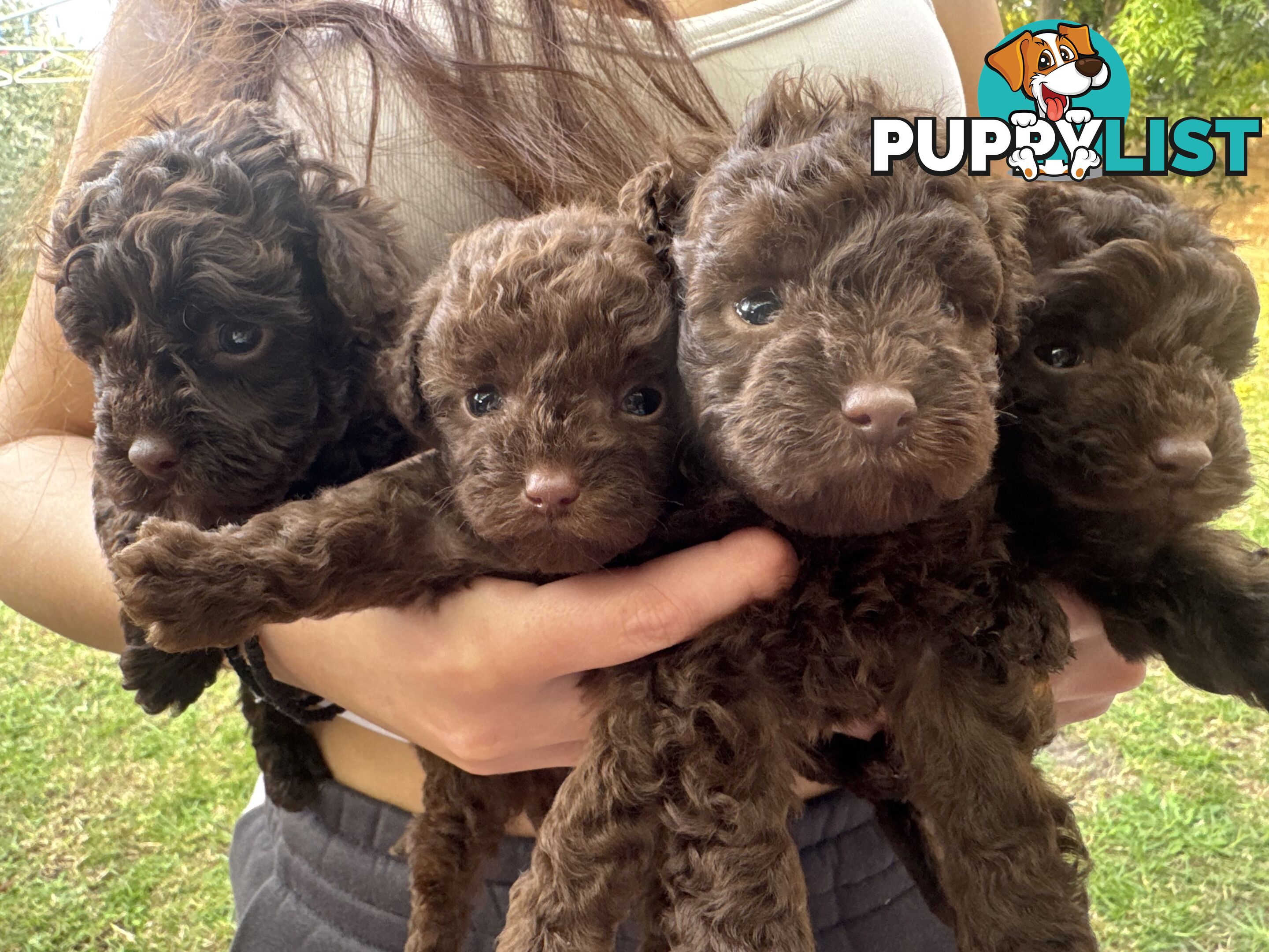 Tiny pure TOY POODLE chocolate brown puppies. Free Deliv