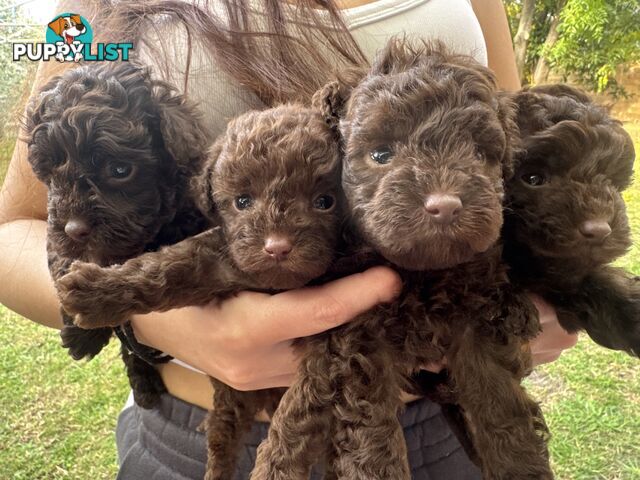 Tiny pure TOY POODLE chocolate brown puppies. Free Deliv