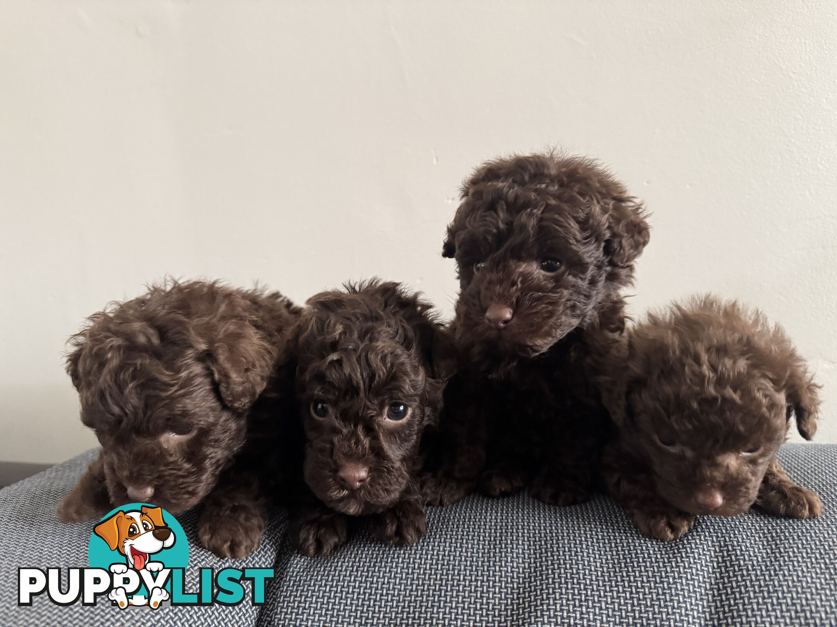 Tiny pure TOY POODLE chocolate brown puppies. Free Deliv