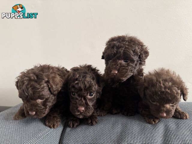 Tiny pure TOY POODLE chocolate brown puppies. Free Deliv