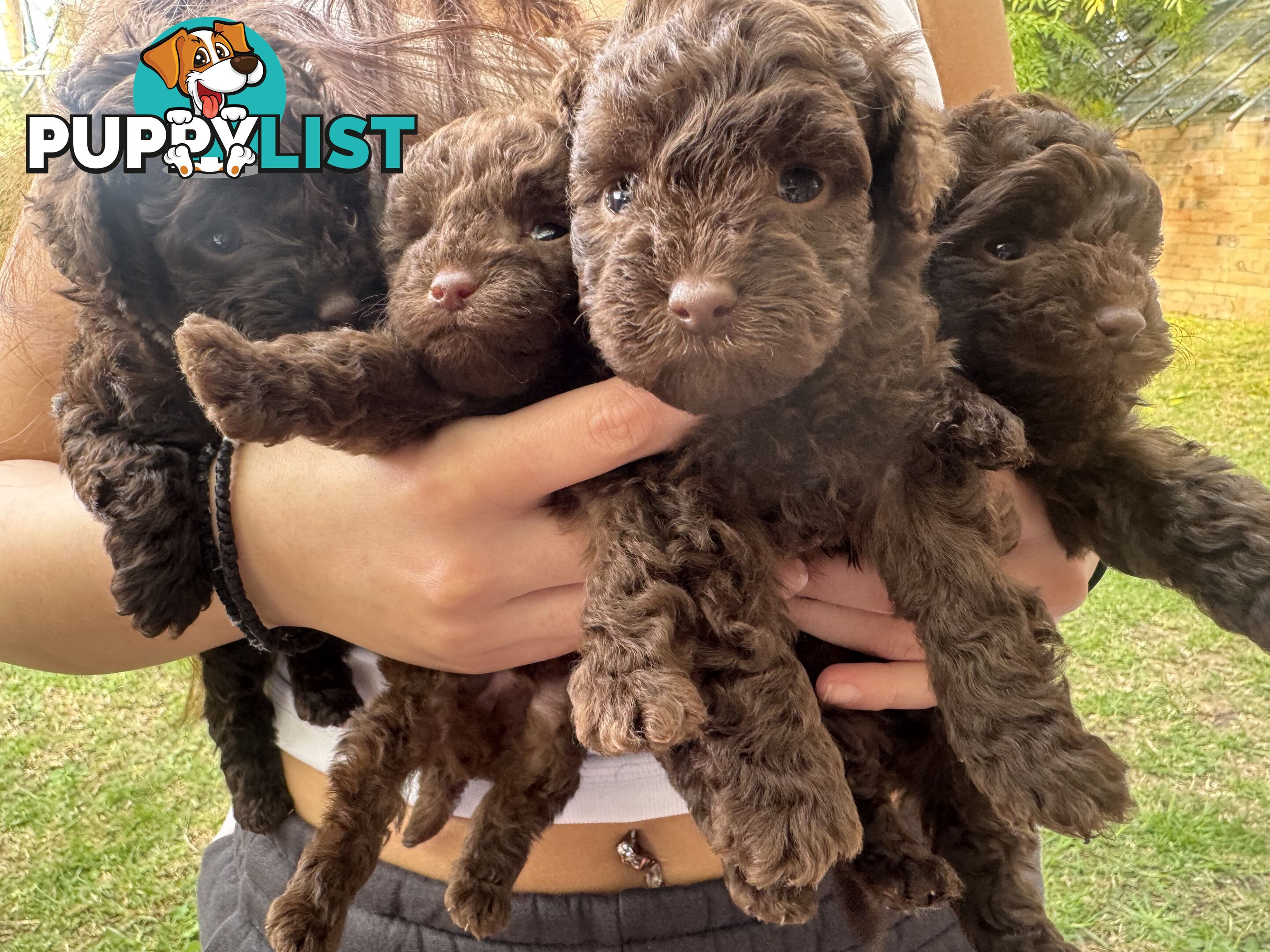 Tiny pure TOY POODLE chocolate brown puppies. Free Deliv