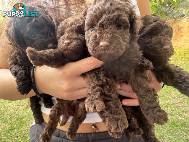 Tiny pure TOY POODLE chocolate brown puppies. Free Deliv