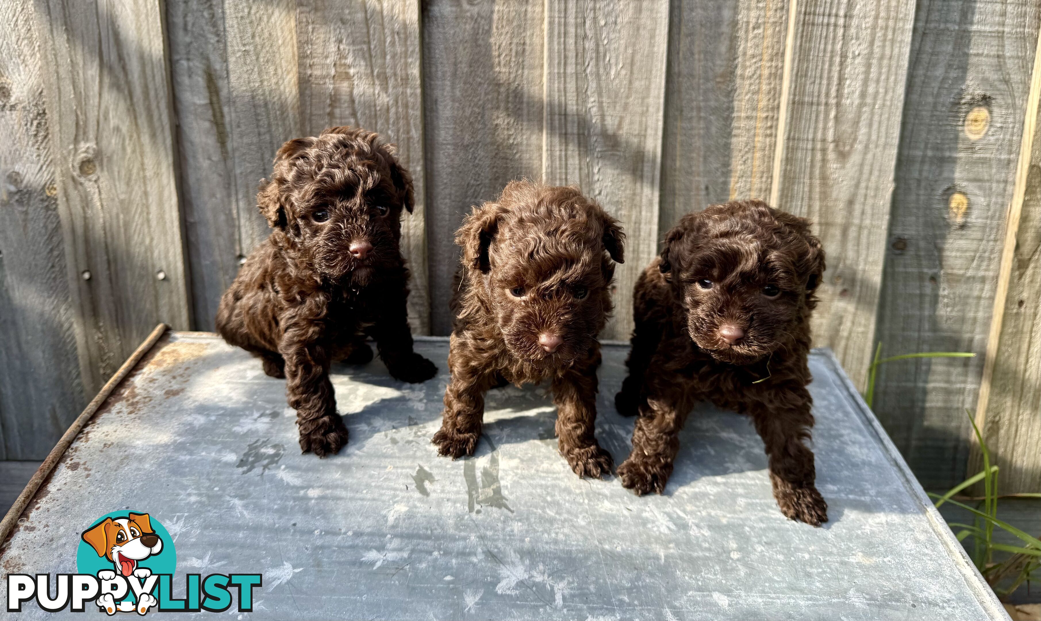 Tiny pure TOY POODLE chocolate brown puppies. Free Deliv