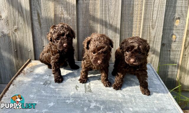 Tiny pure TOY POODLE chocolate brown puppies. Free Deliv