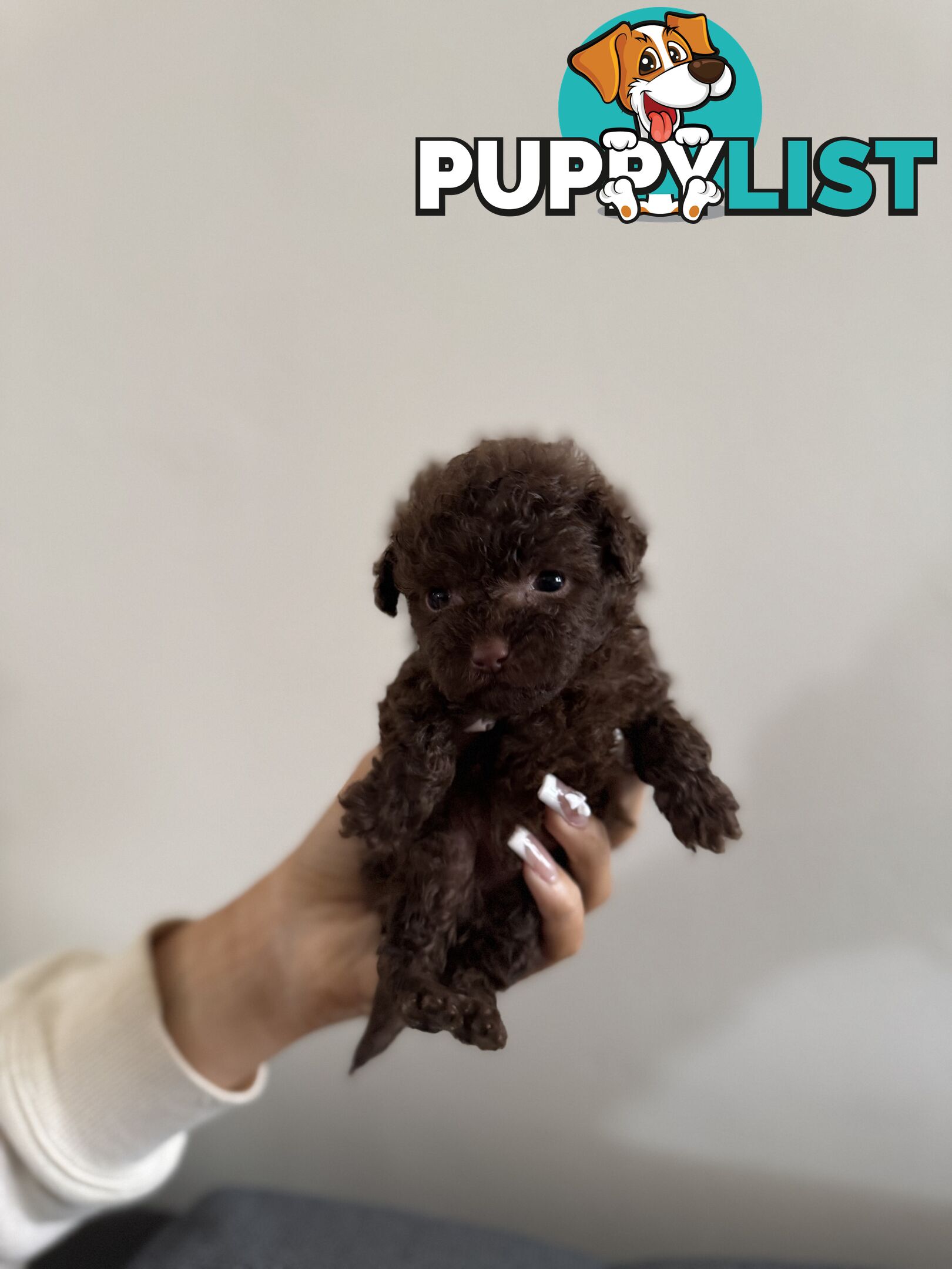 Tiny pure TOY POODLE chocolate brown puppies. Free Deliv