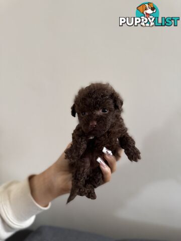 Tiny pure TOY POODLE chocolate brown puppies. Free Deliv