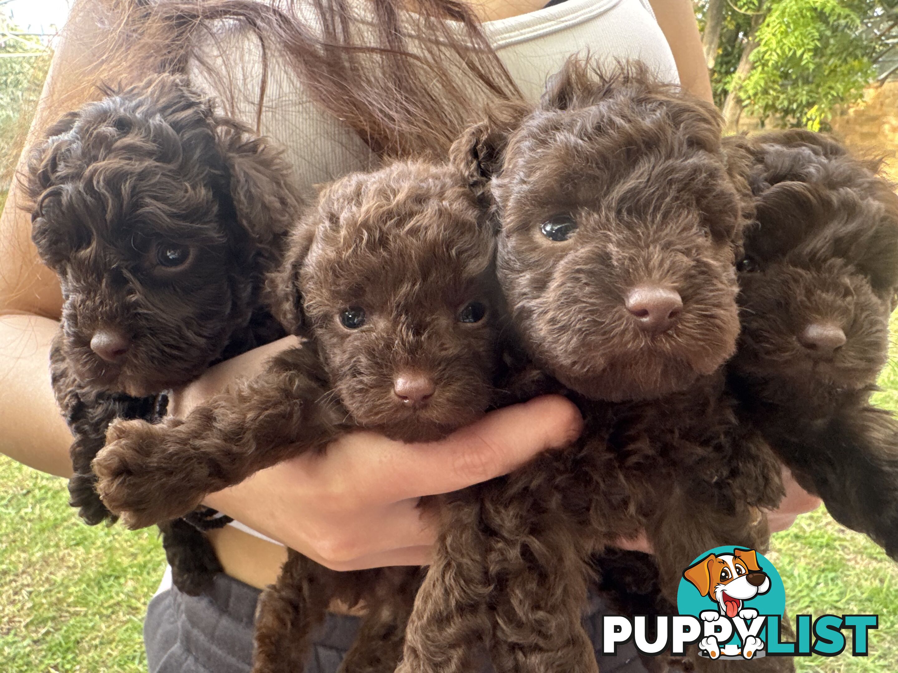 Tiny pure TOY POODLE chocolate brown puppies. Free Deliv