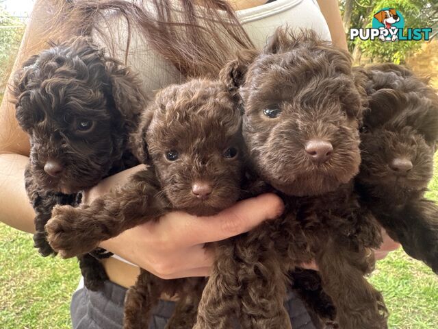 Tiny pure TOY POODLE chocolate brown puppies. Free Deliv
