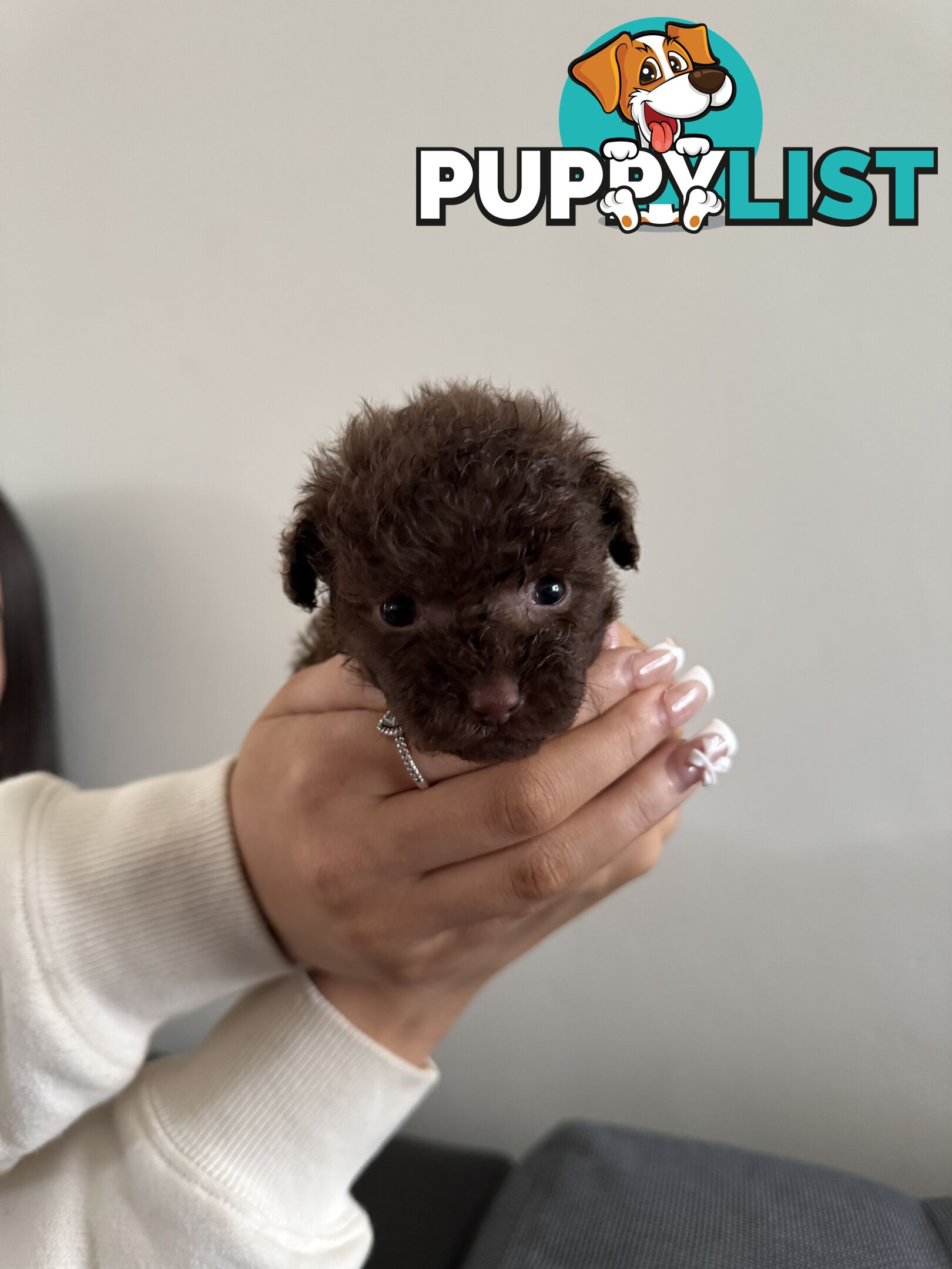 Tiny pure TOY POODLE chocolate brown puppies. Free Deliv