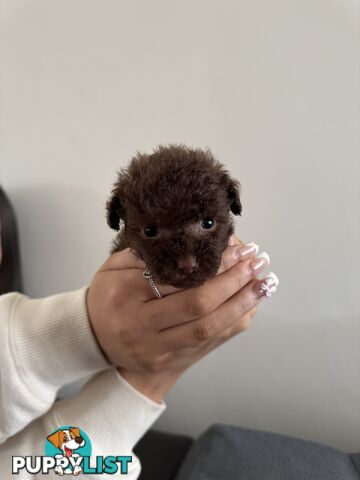 Tiny pure TOY POODLE chocolate brown puppies. Free Deliv