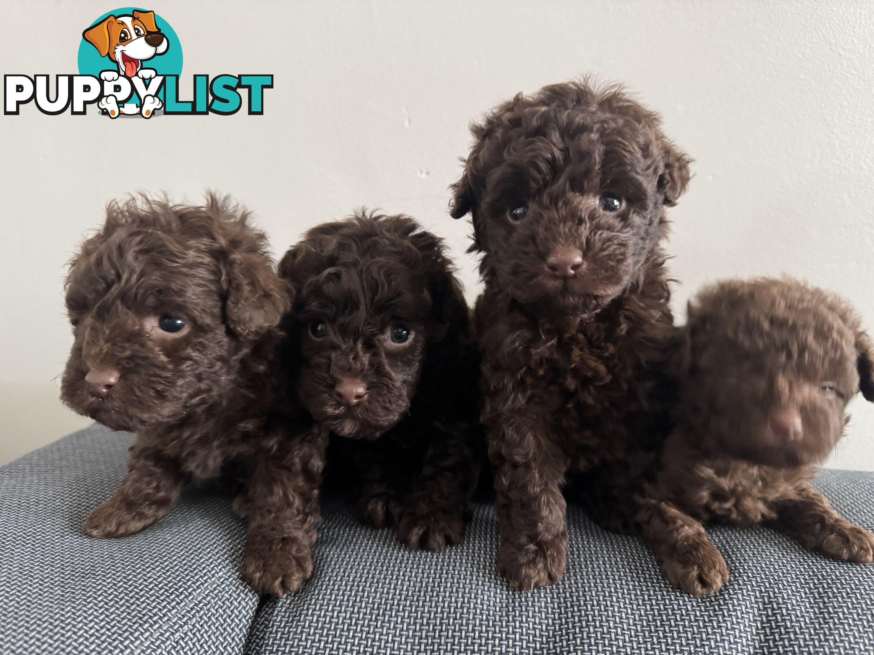 Tiny pure TOY POODLE chocolate brown puppies. Free Deliv
