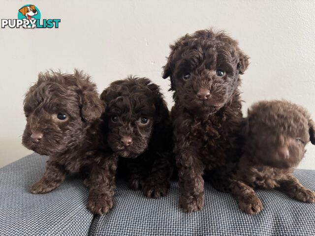 Tiny pure TOY POODLE chocolate brown puppies. Free Deliv