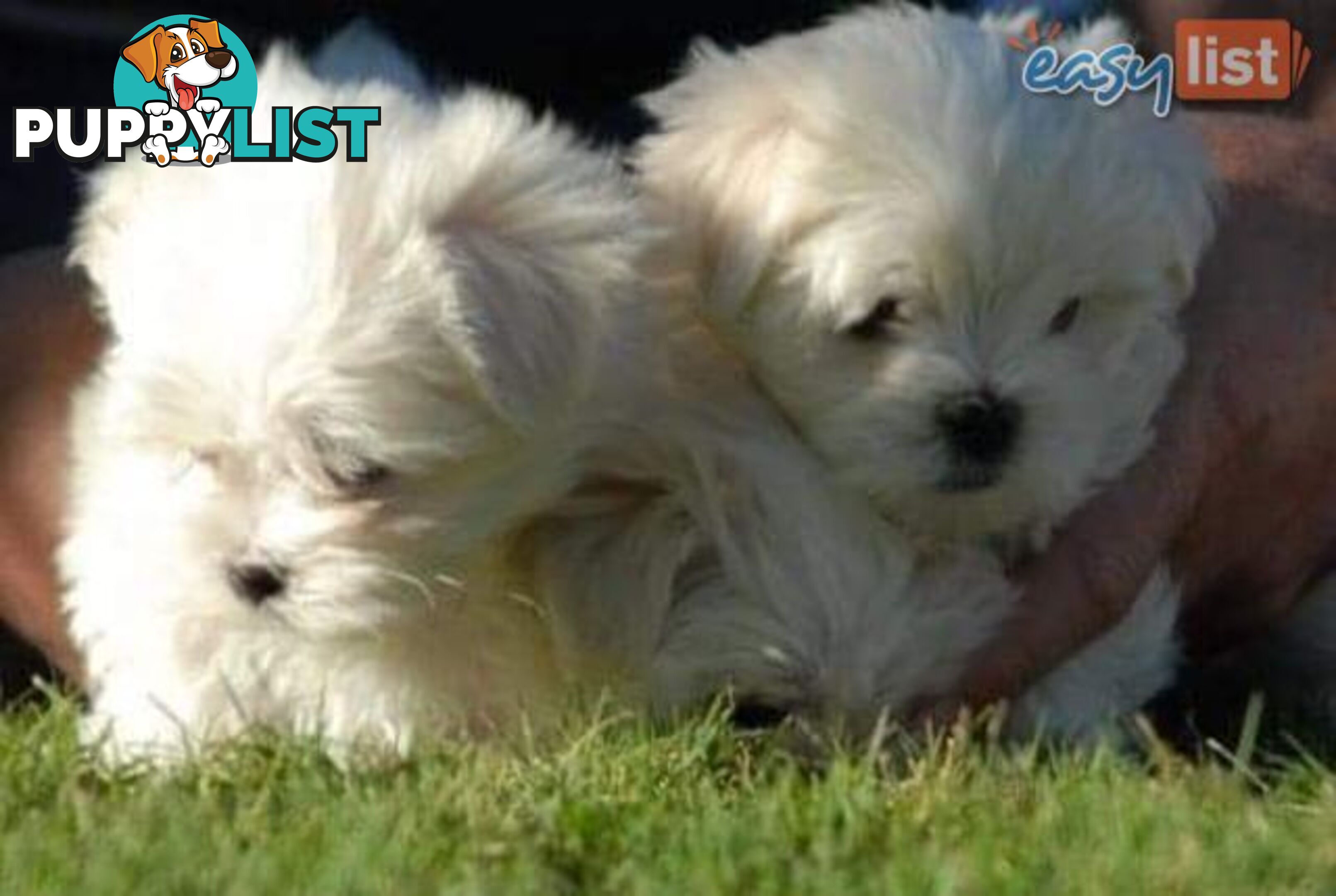 Gorgeous Maltese Puppies