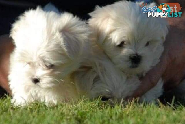 Gorgeous Maltese Puppies