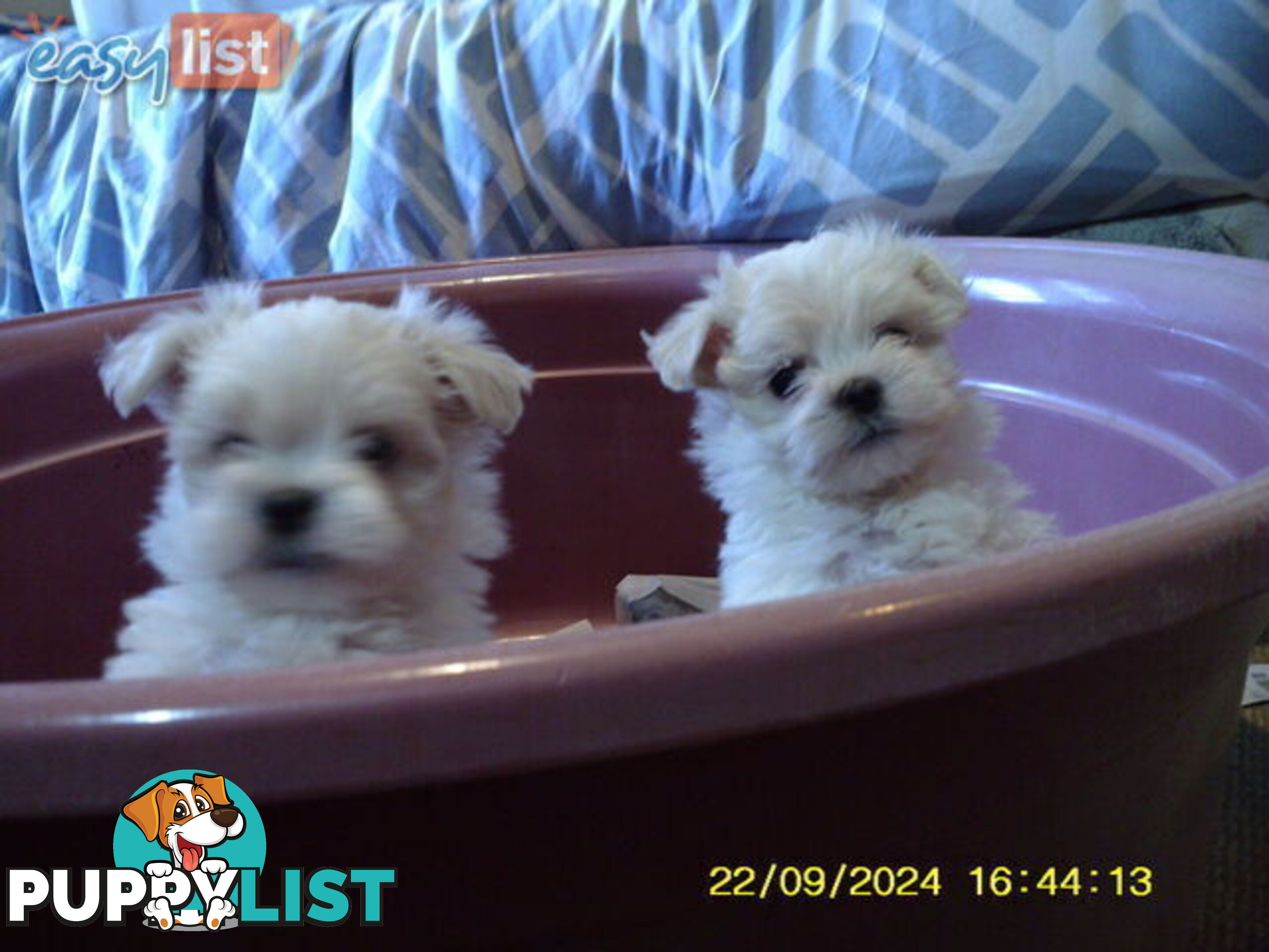 Gorgeous Maltese Puppies