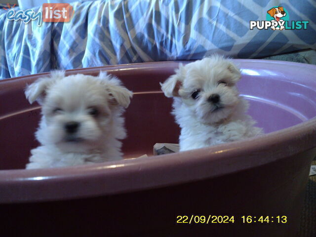 Gorgeous Maltese Puppies