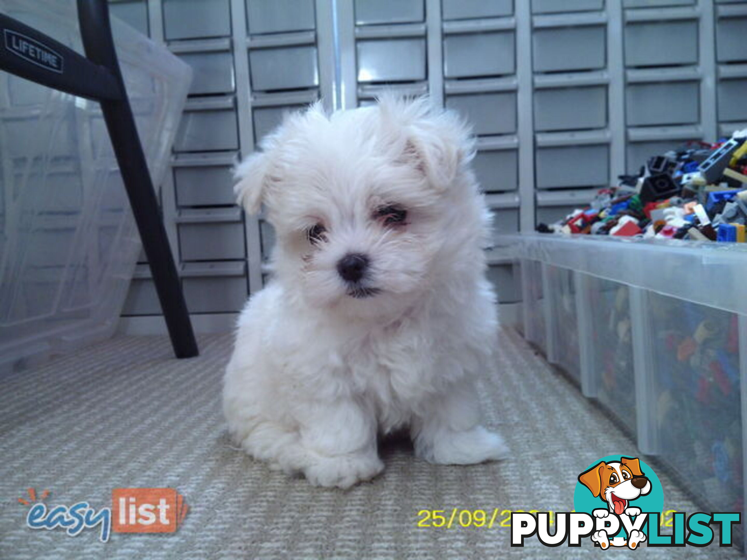 Gorgeous Maltese Puppies