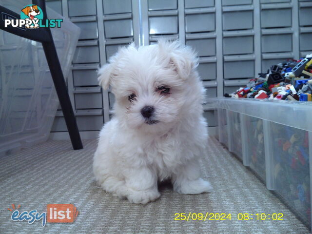 Gorgeous Maltese Puppies