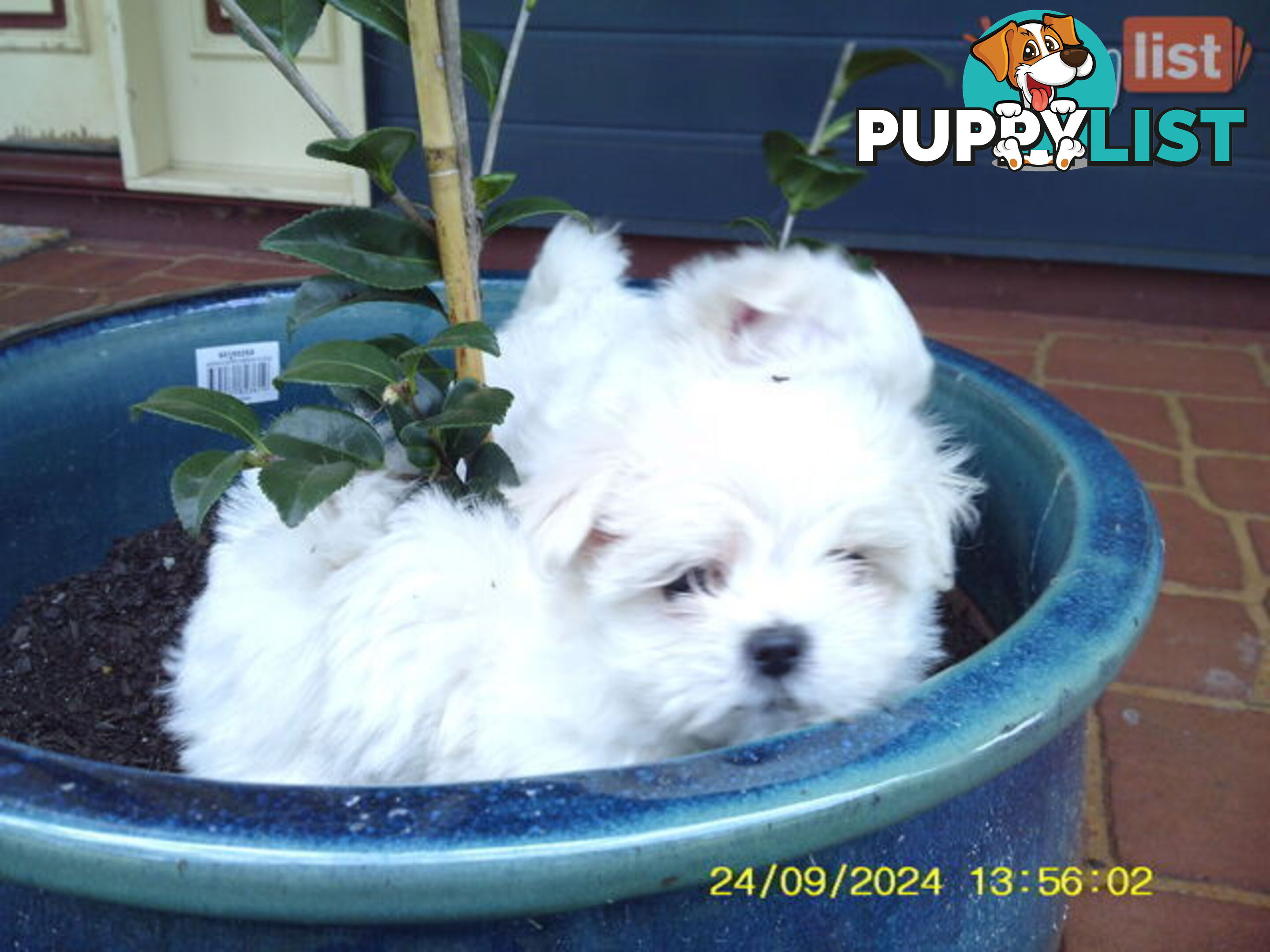 Gorgeous Maltese Puppies