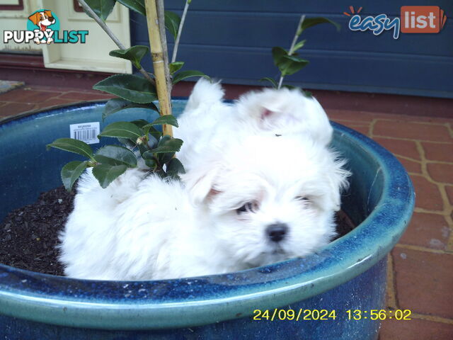 Gorgeous Maltese Puppies