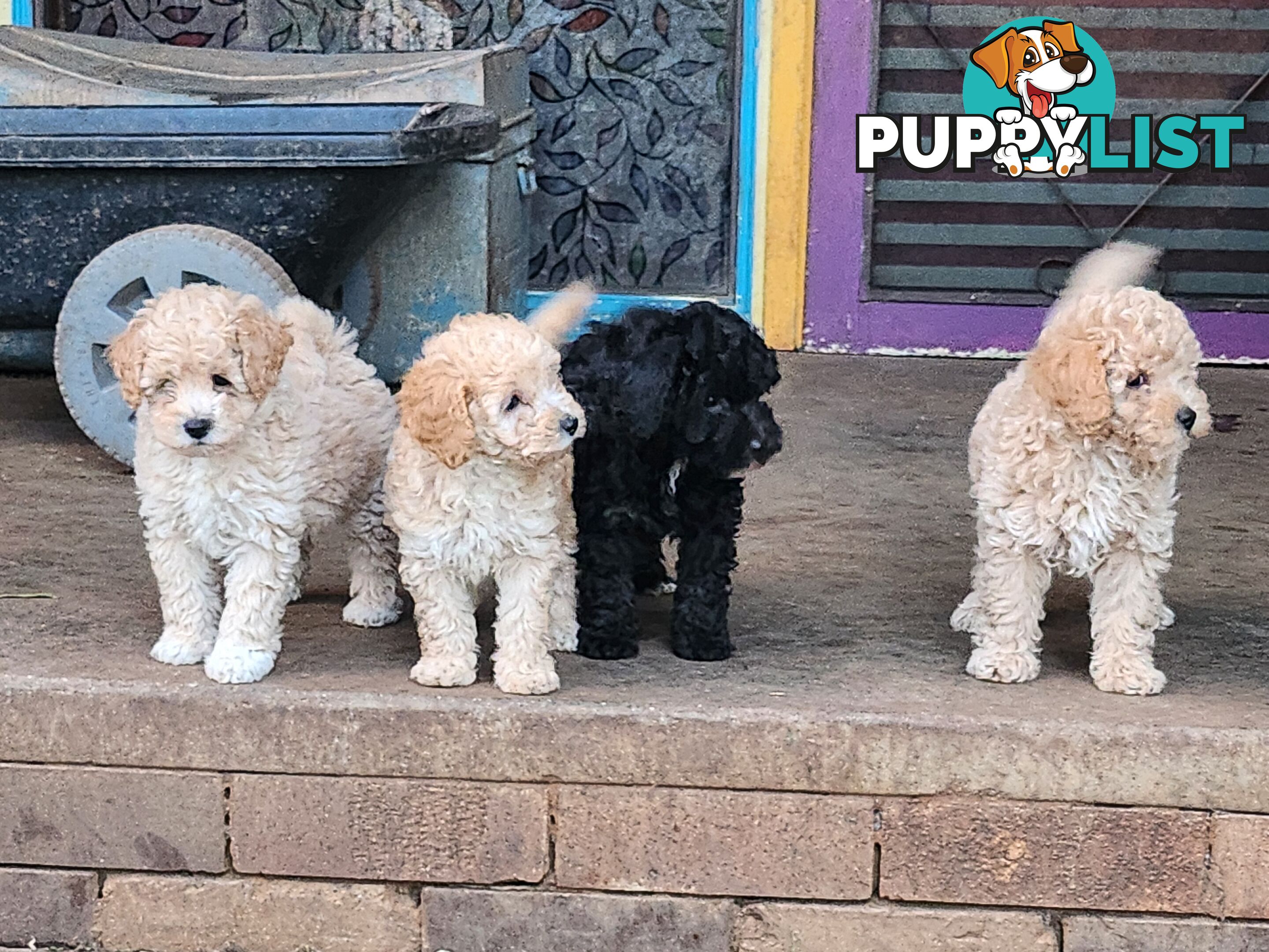 Adorable Purebred Toy Poodle Puppies