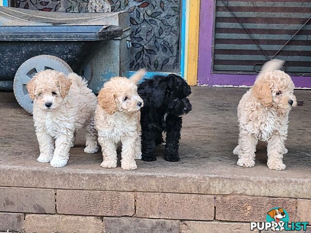 Adorable Purebred Toy Poodle Puppies