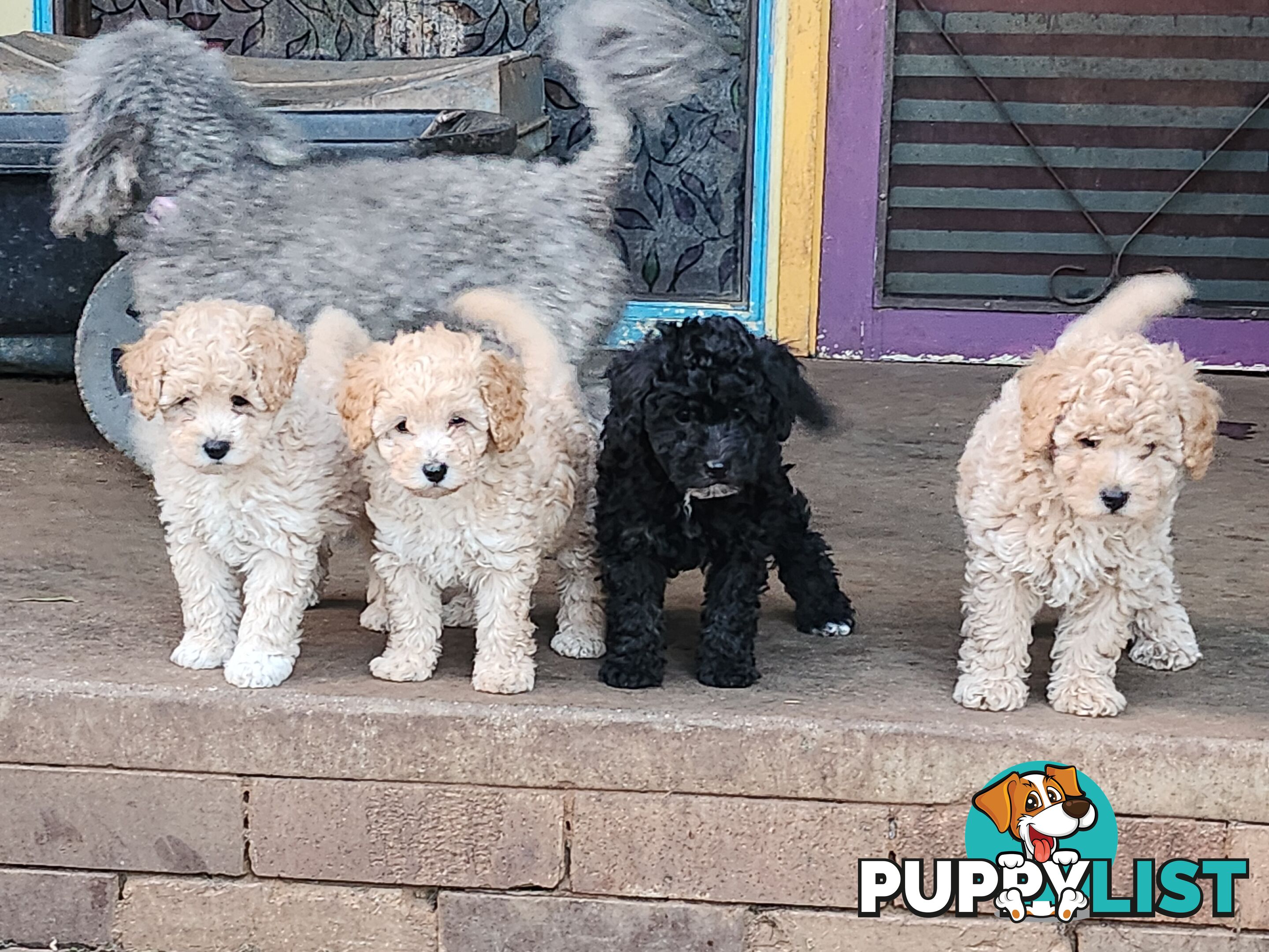 Adorable Purebred Toy Poodle Puppies