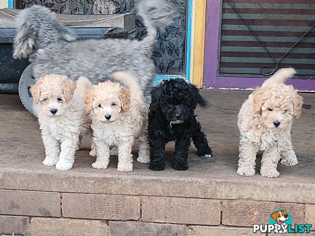 Adorable Purebred Toy Poodle Puppies