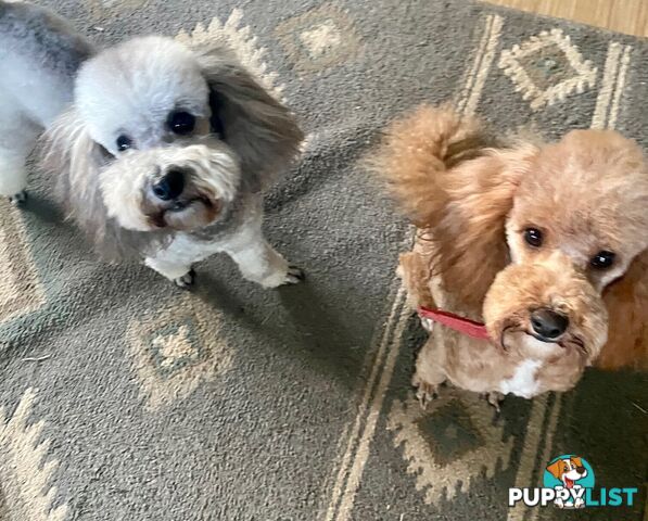 Adorable Purebred Toy Poodle Puppies