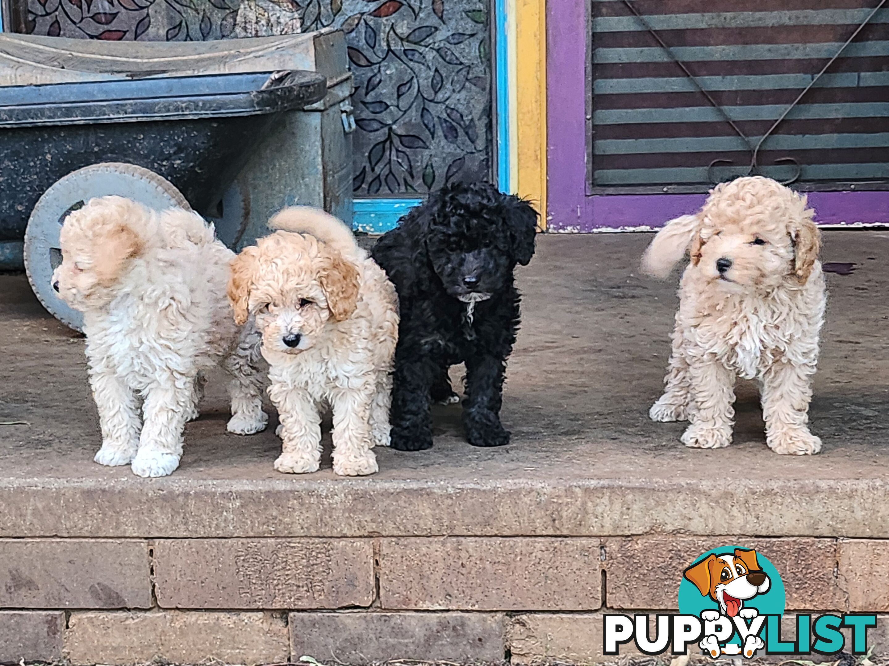 Adorable Purebred Toy Poodle Puppies