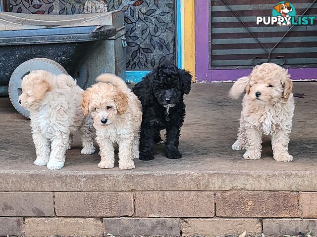 Adorable Purebred Toy Poodle Puppies