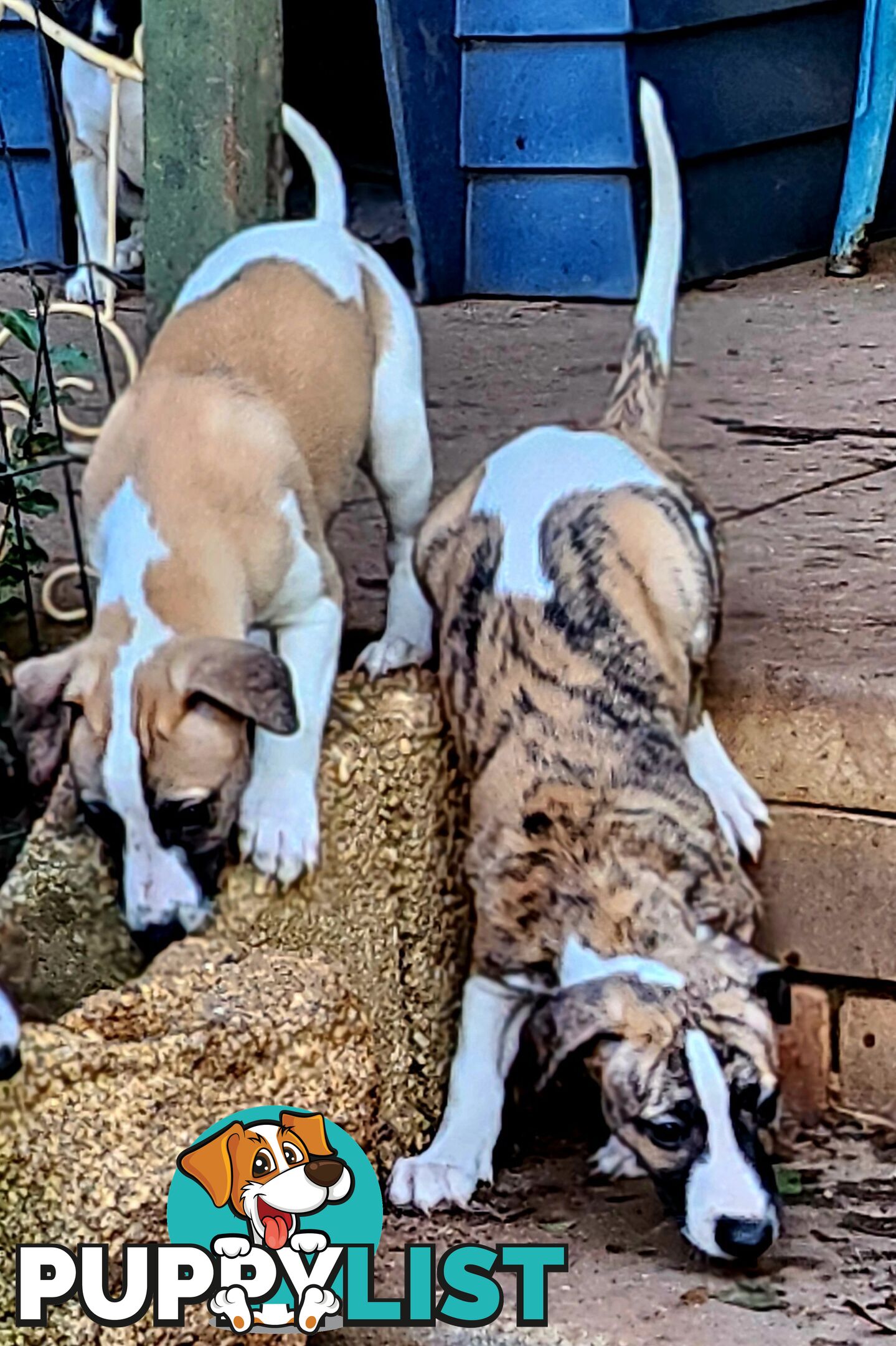 Gorgeous Whippet Puppies