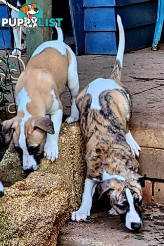 Gorgeous Whippet Puppies