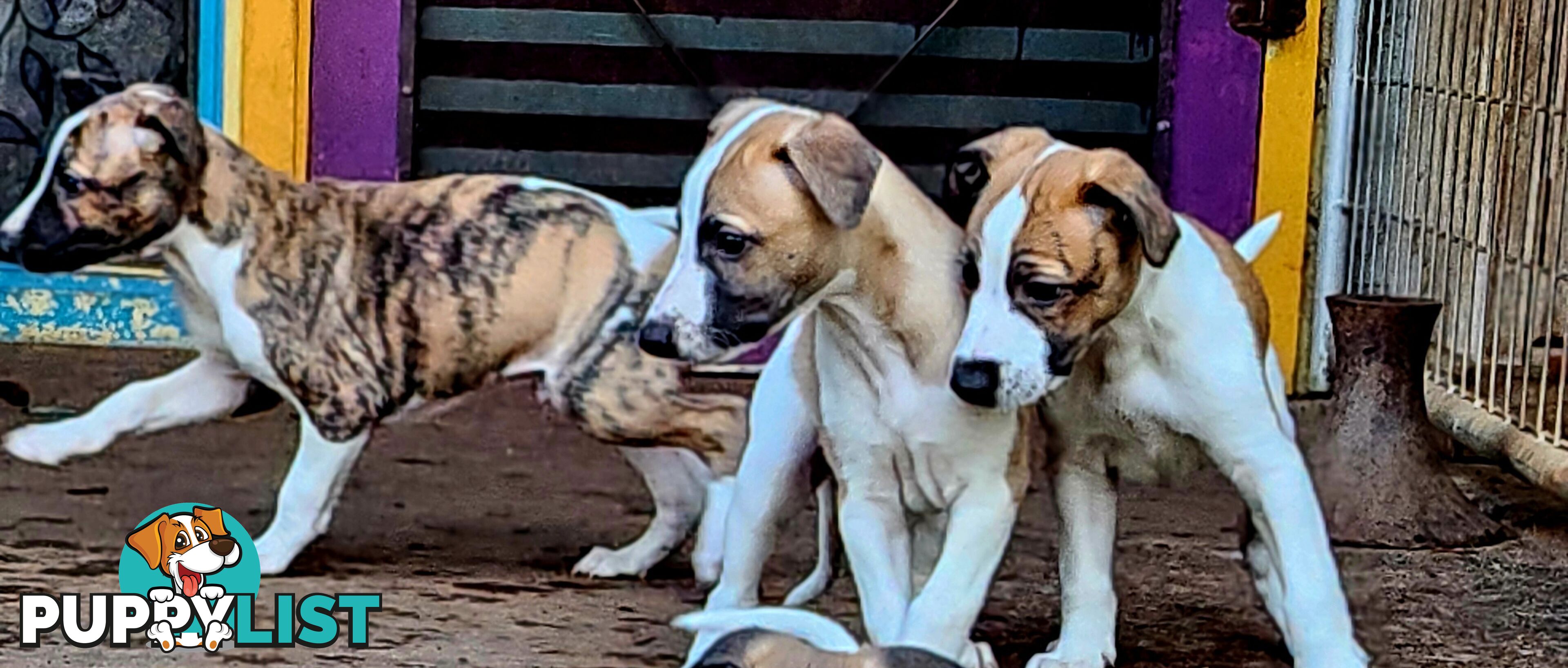 Gorgeous Whippet Puppies