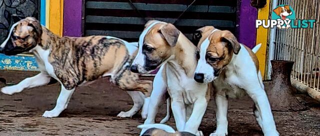 Gorgeous Whippet Puppies