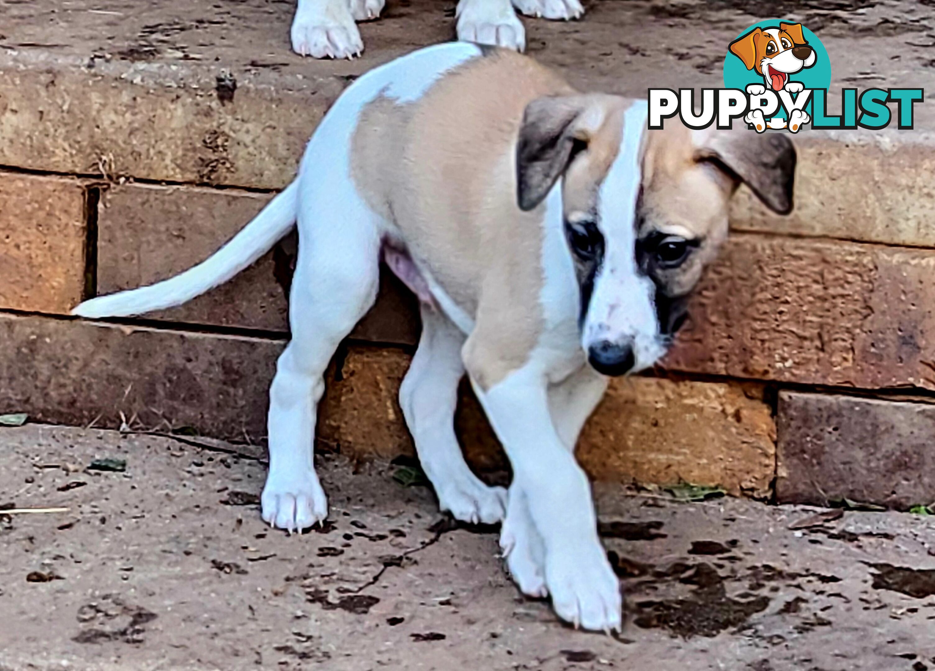 Gorgeous Whippet Puppies