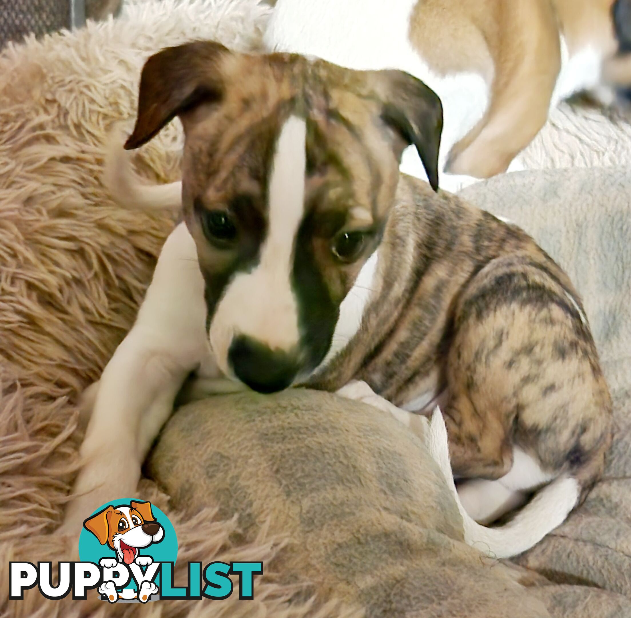 Gorgeous Whippet Puppies