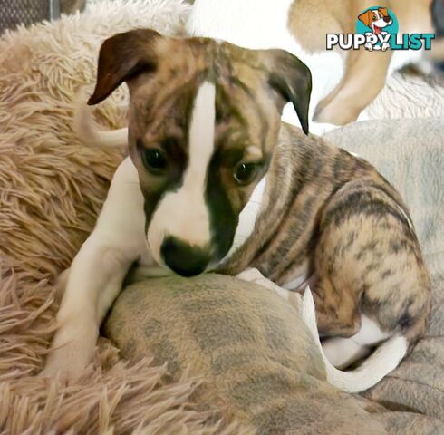 Gorgeous Whippet Puppies