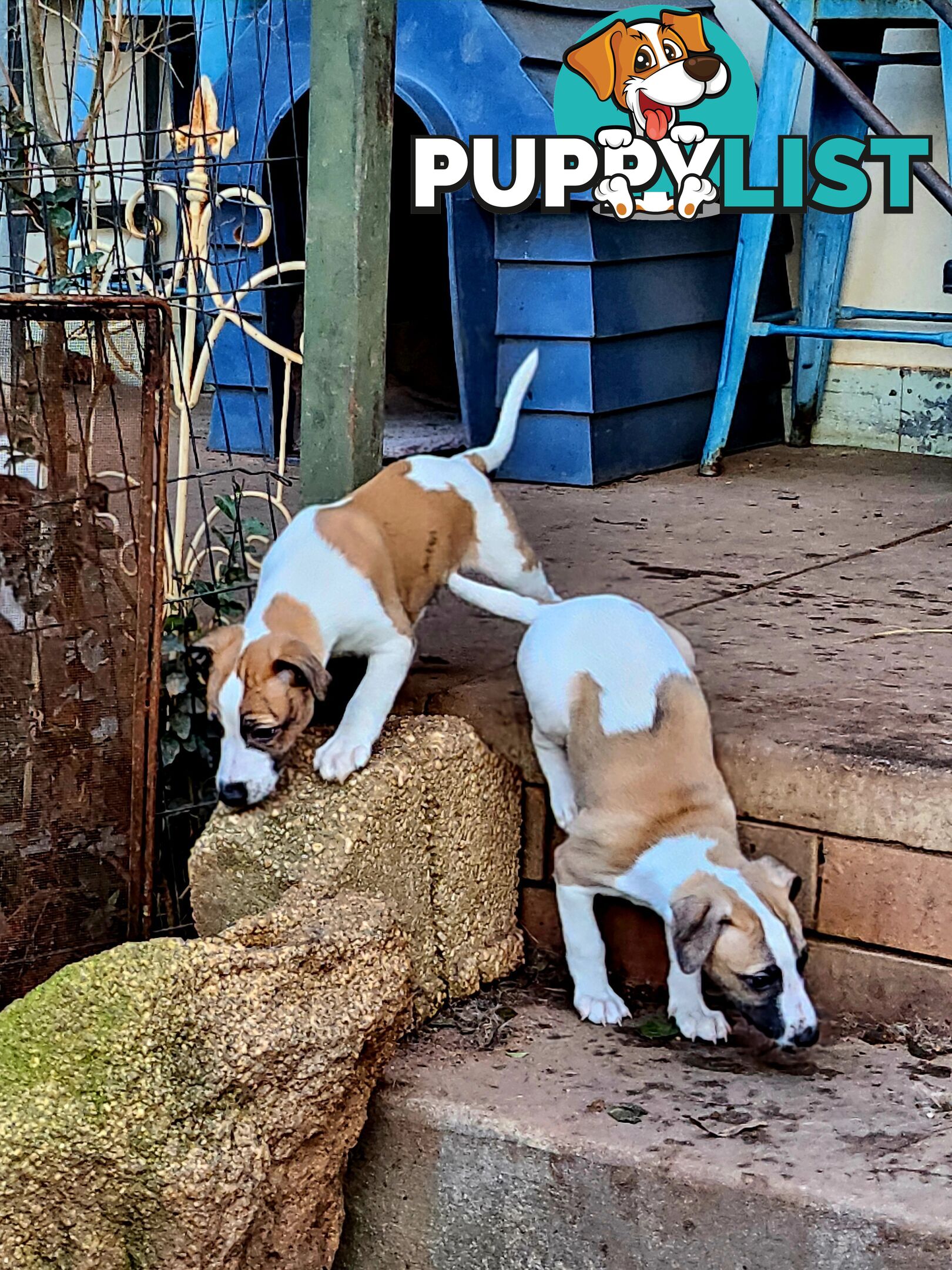 Gorgeous Whippet Puppies