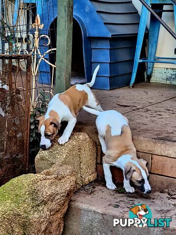 Gorgeous Whippet Puppies