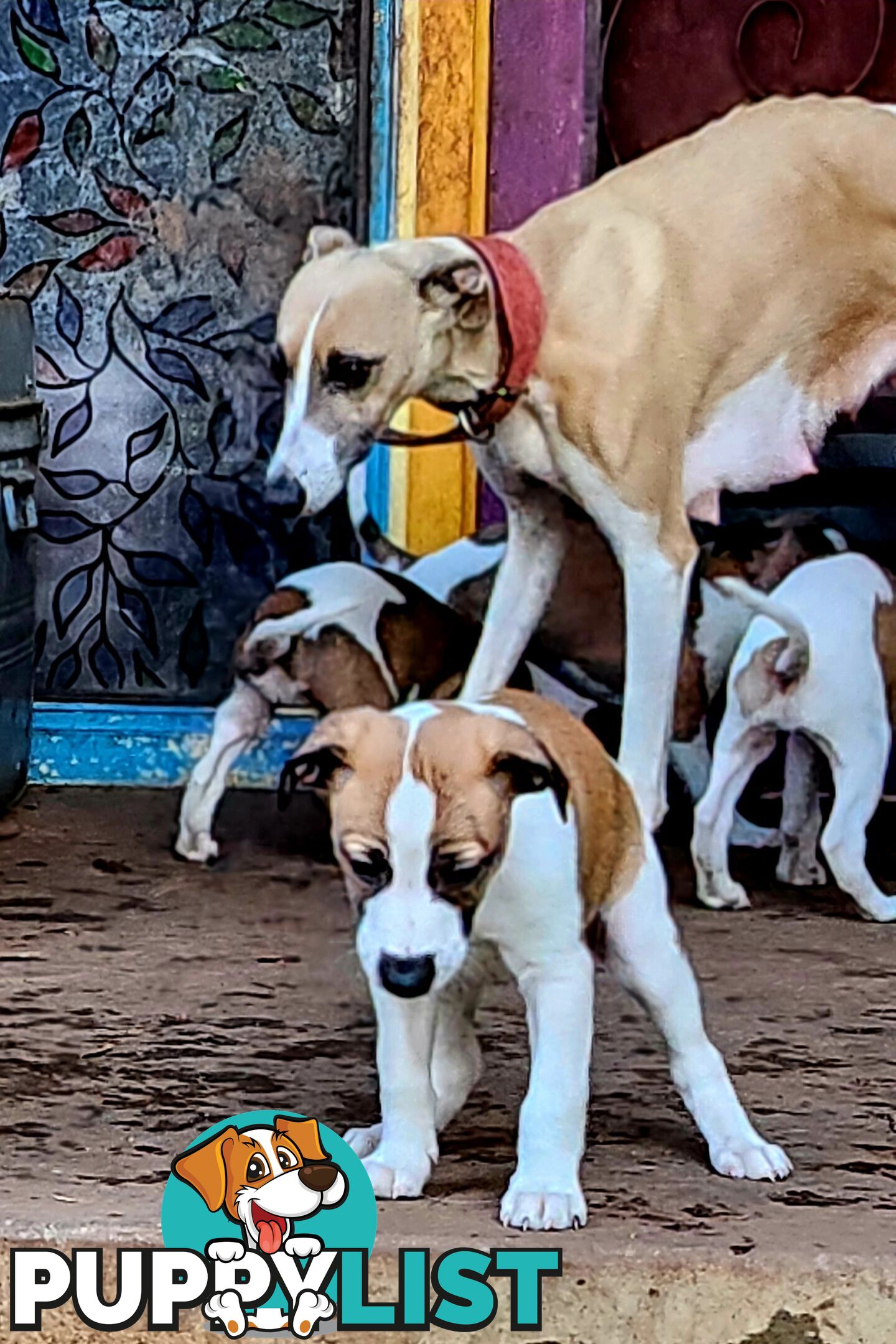 Gorgeous Whippet Puppies