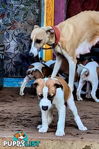 Gorgeous Whippet Puppies