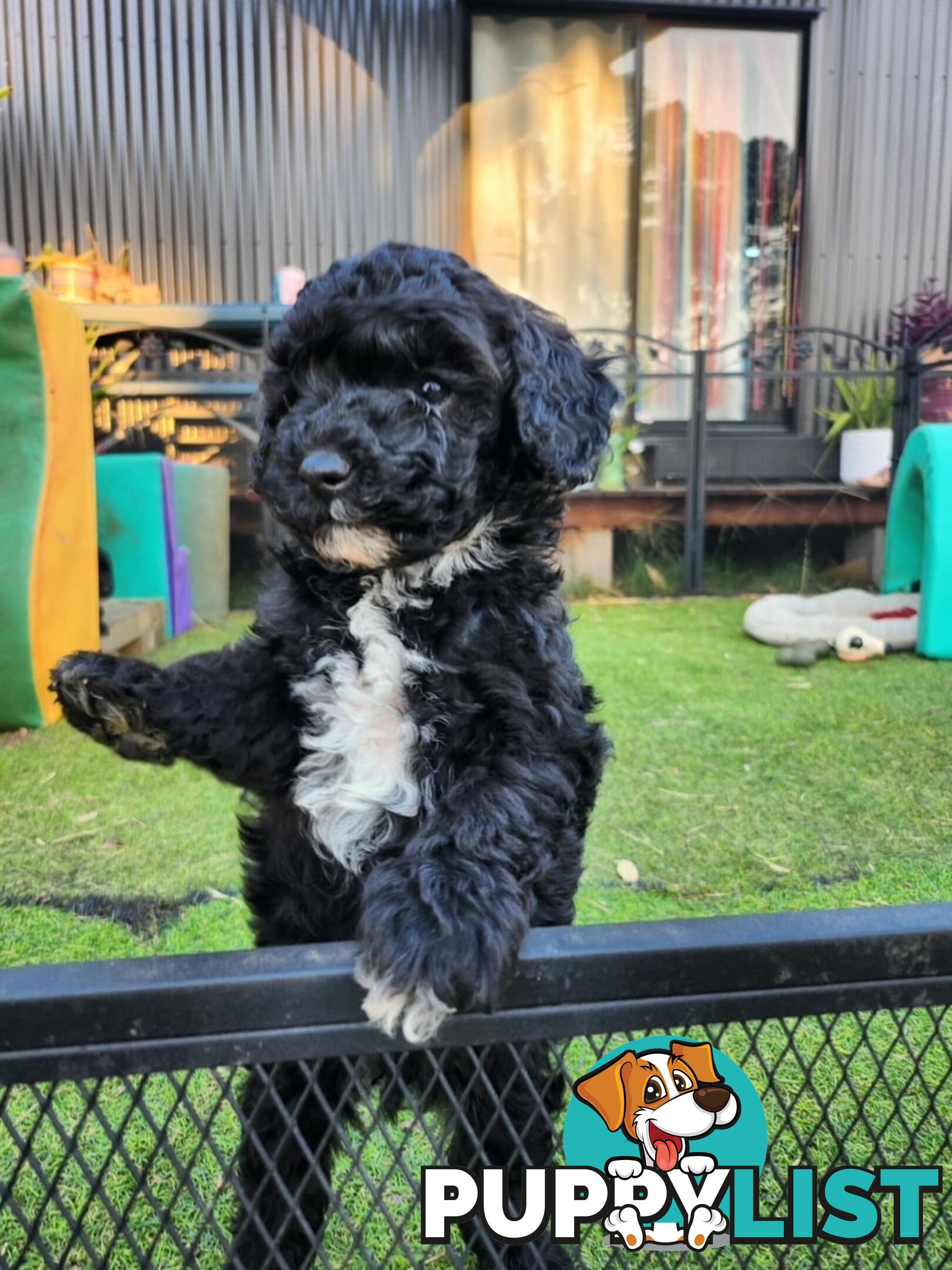 Adorable Toy Poodle Puppies