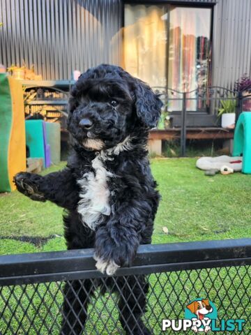 Adorable Toy Poodle Puppies