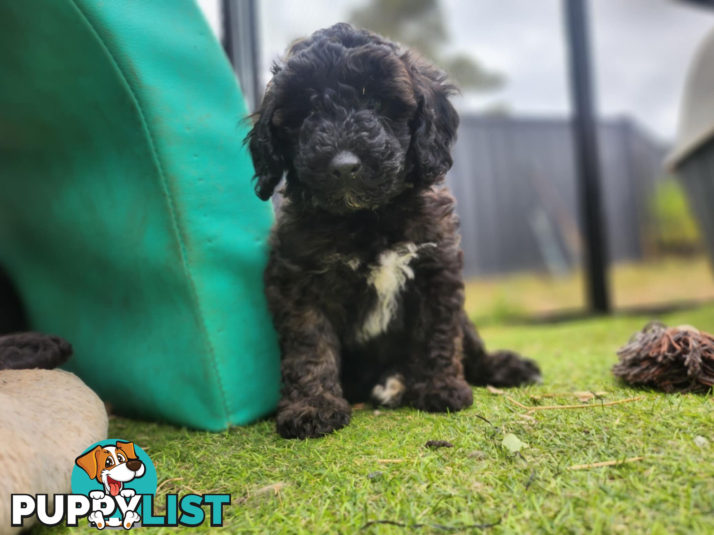 Adorable Toy Poodle Puppies