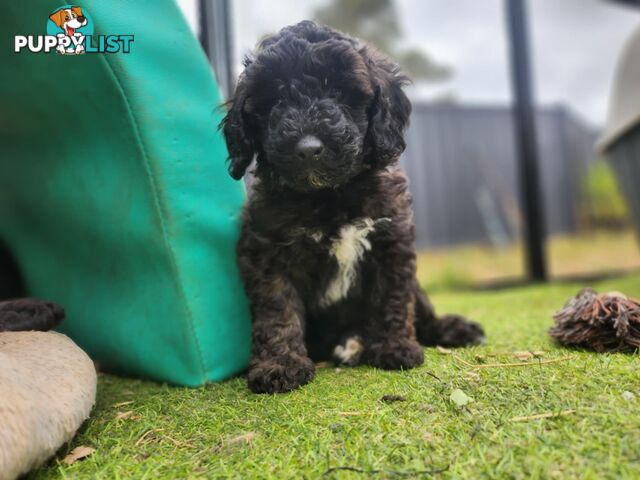 Adorable Toy Poodle Puppies