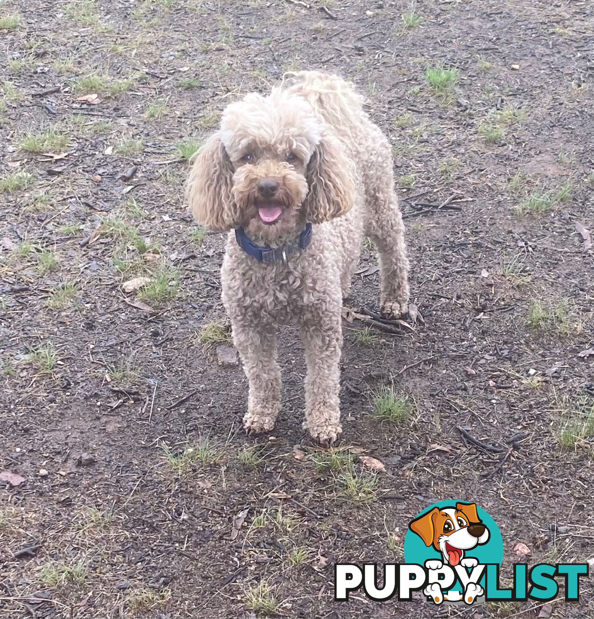 Adorable Toy Poodle Puppies