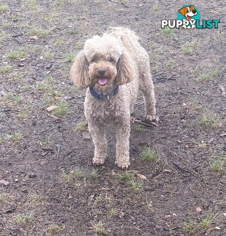 Adorable Toy Poodle Puppies