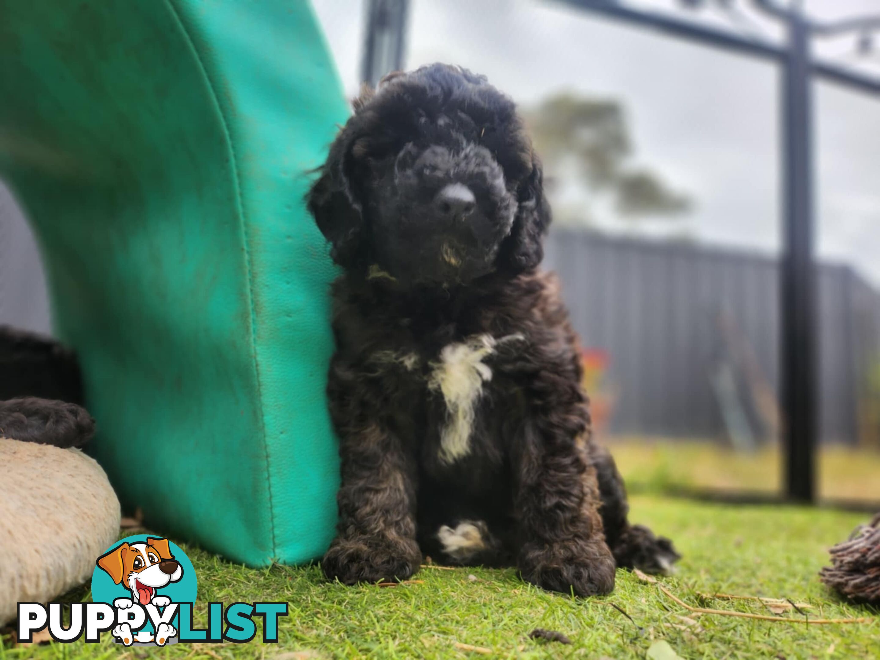 Adorable Toy Poodle Puppies